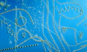mořský fytoplankton